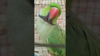 parrot sound #nonstoptalkingparrot #parrot #birds #talkingparot #talkingbird #mithukibatain