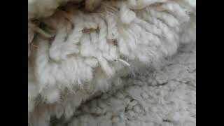 Carpet moth larvae eating wool fibre Wool Moth Larvae Video