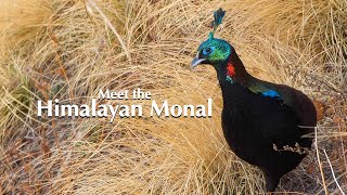 The High Life Of The Himalayan Monal