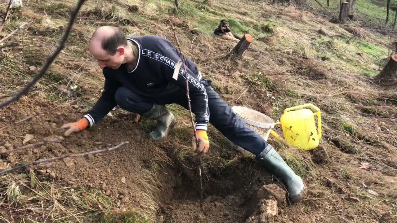 Sadnja Jabuke i Kruške u Proleće