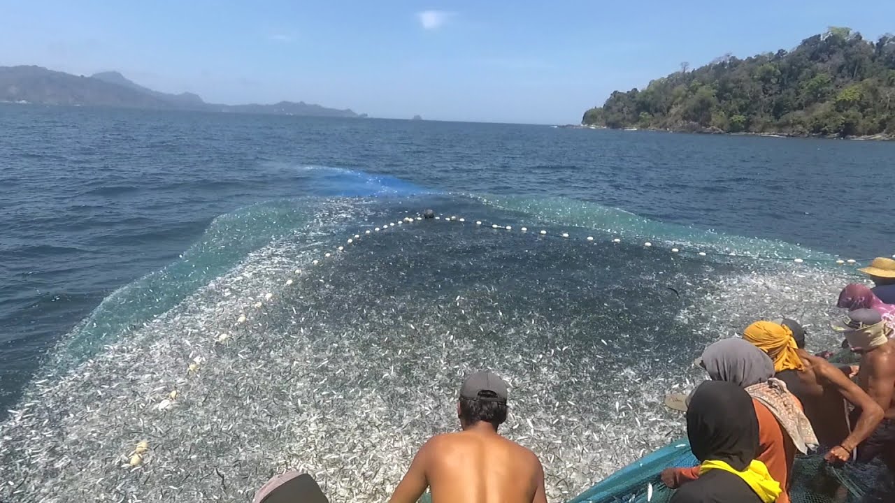 Jutaan ikan baby sarden berhamburan menerjang jaring km piala ll Nelayan tradisional puger jember 