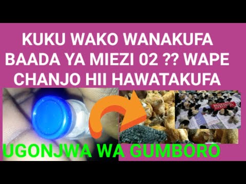 Video: Chanjo ya kuvu inaweza kutengenezwa kwa namna gani?