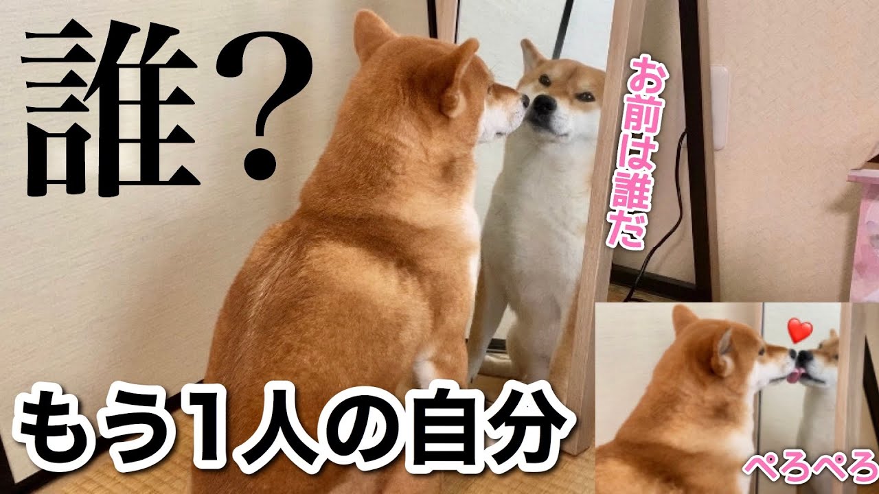 パネル生地 犬（柴犬・トイプ） 【公式通販】