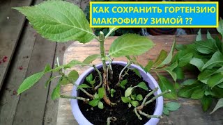 видео: МАКРОФИЛА - БОГАТСТВО!!! Обрезка и уход за горшечной гортензией в домашних условиях.Сохраняем зимой! картинка: МАКРОФИЛА - БОГАТСТВО!!! Обрезка и уход за горшечной гортензией в домашних условиях.Сохраняем зимой!