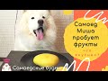 Самоедская собака пробует разные фрукты, ASMR, мурашки