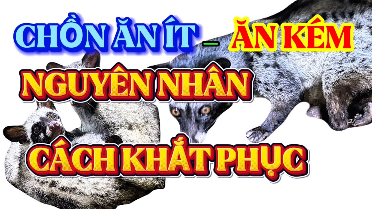 Chồn hương ăn ít dần, kén ăn _ Nguyên nhân do đâu lời chia sẻ thực tế. @GiốngChồnHương