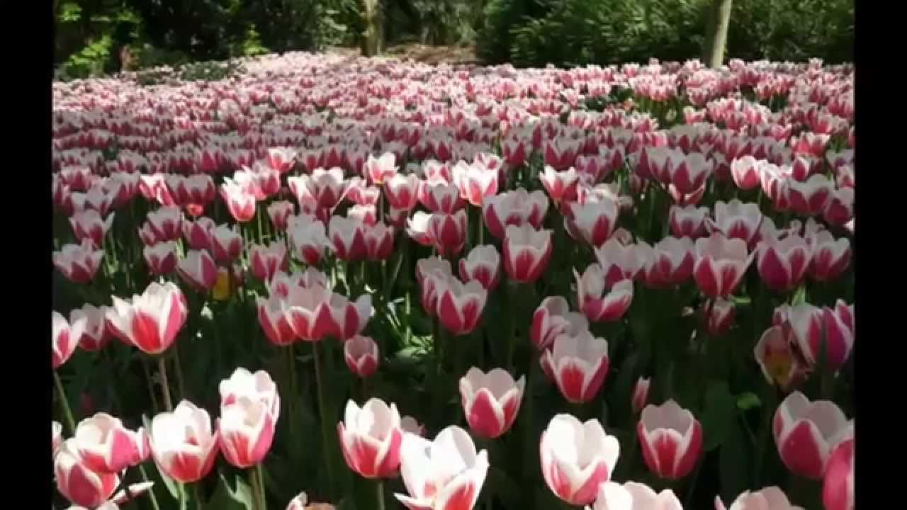 Indahnya bunga Tulip mekar - YouTube