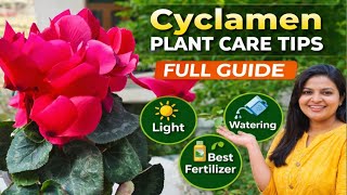 साइक्लेमन प्लांट केयर टिप्स | Cyclamen Care Tips for Healthy Plants | Best Tips to Grow Cyclamen