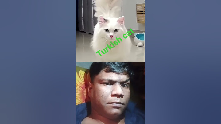 turki cats#collab #news ##2024 #virul #best #trend #new #new#news #trending #catshorts#shorts