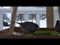 Bird Camera Livestream with Audio!