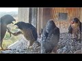 FalconCam Project~Prey by X, Marri got i! Barru kicks Mum ~4:33 pm 2023/11/11