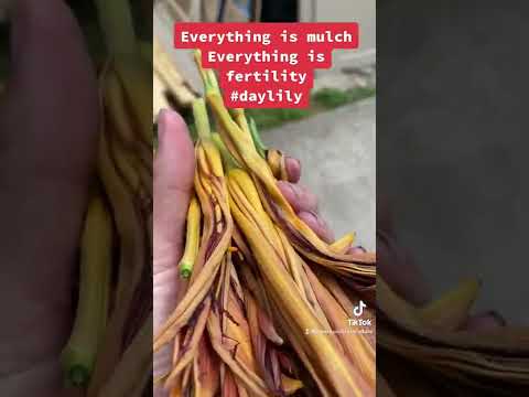 Video: Daylily Deadheading Guide – Alamin ang Tungkol sa Pag-alis ng mga Ginugol na Daylily Blooms