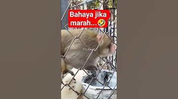 marah besar dia 🤣 #shortsvideo #hewan #monyet #monkey #lucu #funny