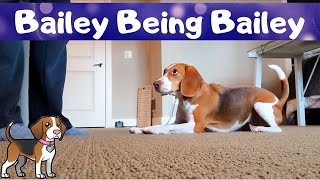 Wrestling with Bailey - Bailey Being Bailey by Bailey The Beagle 243 views 1 year ago 5 minutes, 10 seconds