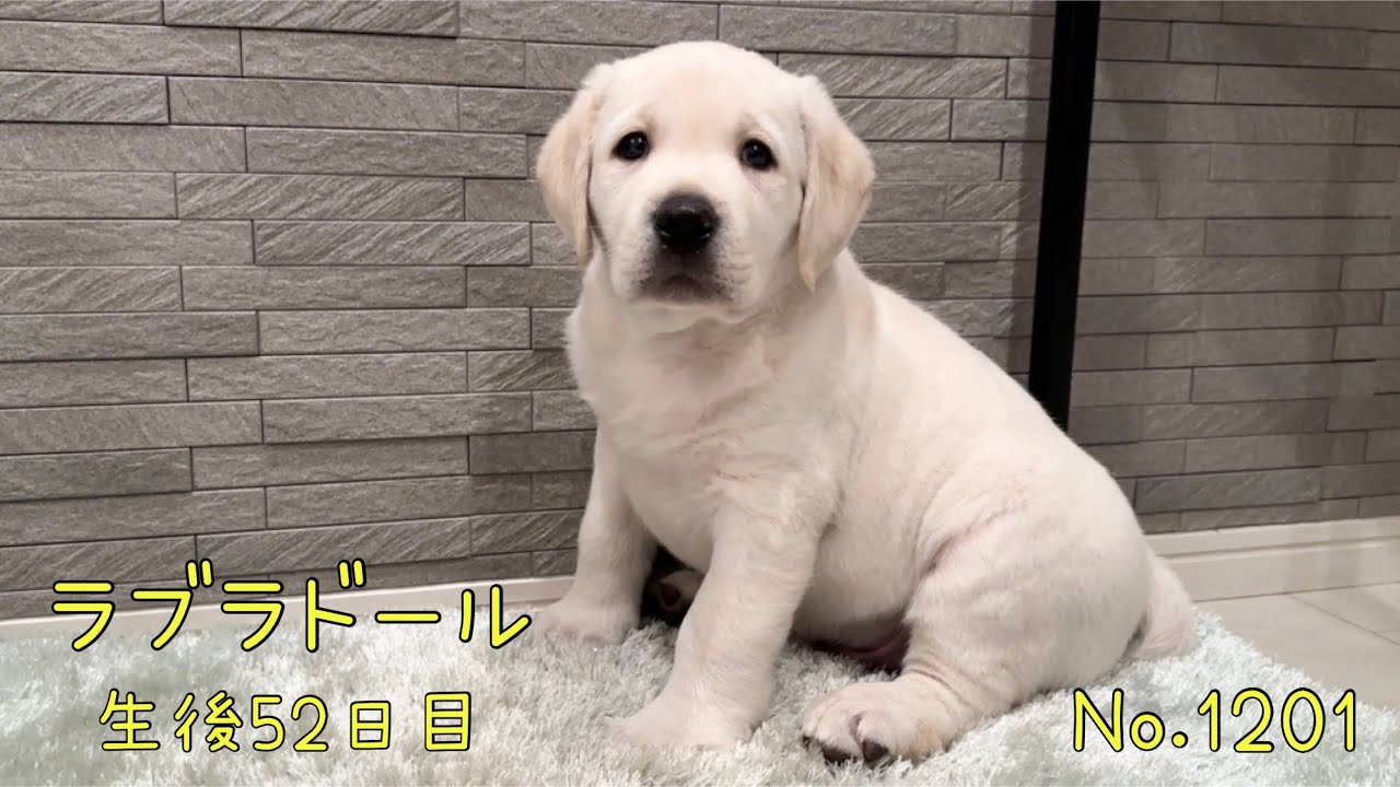 ラブラドール 生後52日目 - YouTube