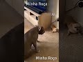 #viral #dogs #chihuahuafanclub #cutedog #viralvideo #funny #cute #dogsoftiktok