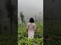केरळमधील चहाची शेती 👌#teaestates #teafarm #kerala