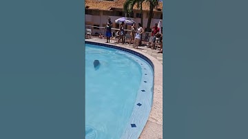 Capibara zwemt in een zwembad || ViralHog