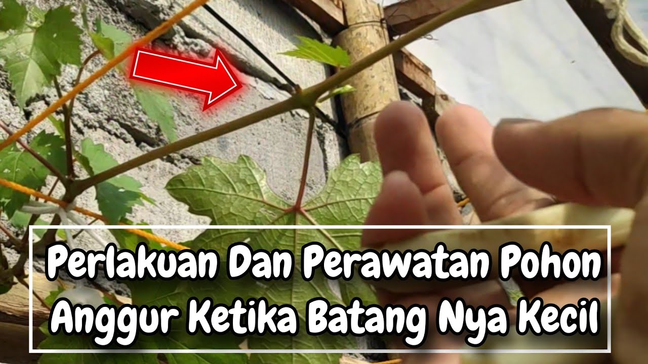 Perlakuan dan perawatan pohon anggur ketika batang tersier anggur kecil