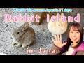 Japan's Rabbit Island【A family trip around Japan in 11 days】