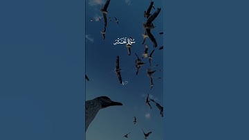 قرآن كريم راحة نفسية 🤍🎧 متابعة للصفحة فضلاً 🥰🤍 #قرآن #قران_كريم