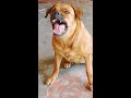 Dog sound||dog barking||#shorts #dogbarking #viralshorts #youtubeshorts #dog sound