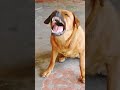 Dog sounddog barkingshorts dogbarking viralshorts youtubeshorts dog sound