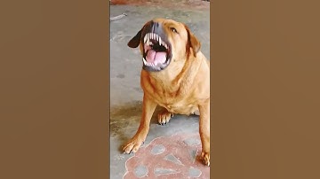 Thumbnail of dog sound dog barking loud#shorts #viralshorts #trendingshorts