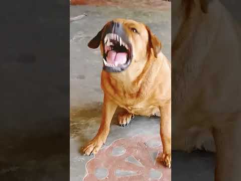 Dog sound||dog barking||#shorts #dogbarking #viralshorts #youtubeshorts #dog sound