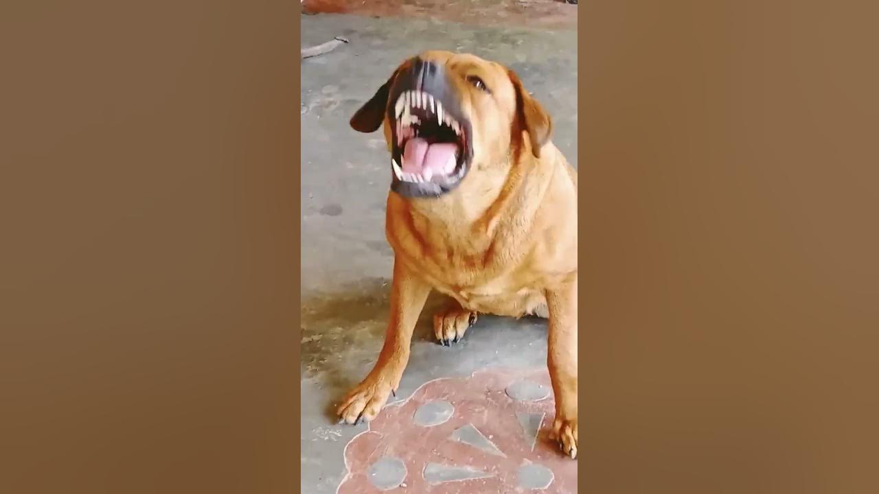 dog sound dog barking loud#shorts #viralshorts #trendingshorts dog sound dog barking loud#shorts #viralshorts #trendingshorts