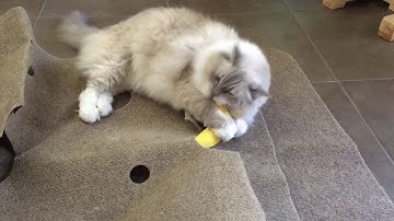 Ripple Rug Fun, Yeowww Catnip Banana with Ragdoll Cat Chiggy 🐱 ❤️- Floppycats