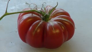 ⟹ Purple Calabash Tomato | Solanum lycopersicum | Tomato Review 2019