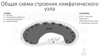 Клиническая анатомия лимфатических узлов. Общая схема строения лимфатических узлов