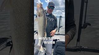 Tom Huynh Catches a Giant Walleye on Forward-Facing Sonar | Mississippi River -Lake Pepin