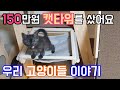 고양이들을 위해 150만원짜리 캣타워를 샀어요..I bought a nice cat tower for cats.