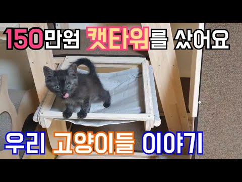 고양이들을 위해 150만원짜리 캣타워를 샀어요..I bought a nice cat tower for cats.
