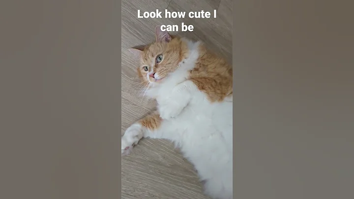 Loki looking adorable