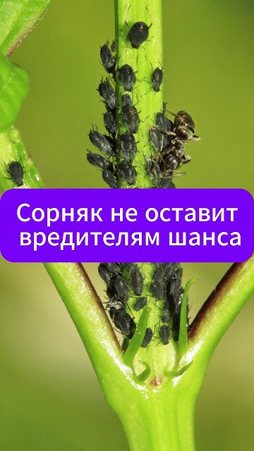 Чудо сорняк от многих вредителей! #огород #дача #сад #лайфхаки - YouTube
