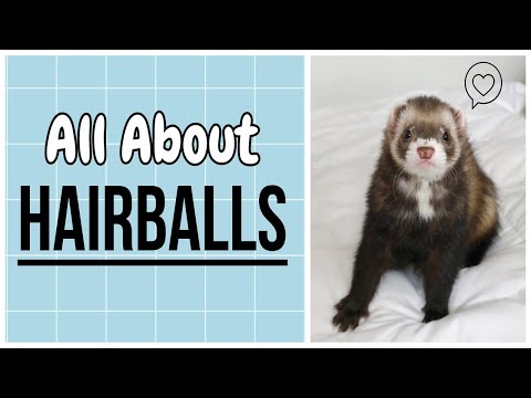 Video: Hairballs In Ferrets