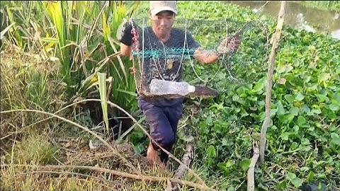 #34 Đặt lờ cá trúng mánh bầy cá lóc cá trê vàng khủng.