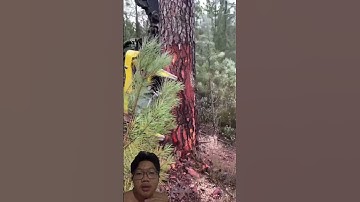 Máy cưa cây hiện đại giúp nâng cao chất lượng và bảo vệ an toàn trong lao động #youtubeshorts