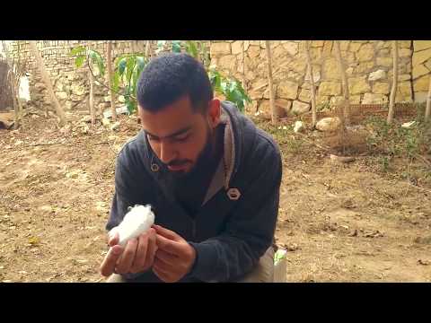 تربية الهامستر من الالف للياء