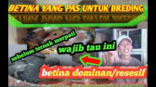 BETINA YANG BAGUS UNTUK TERNAK MERPATI KOLONG