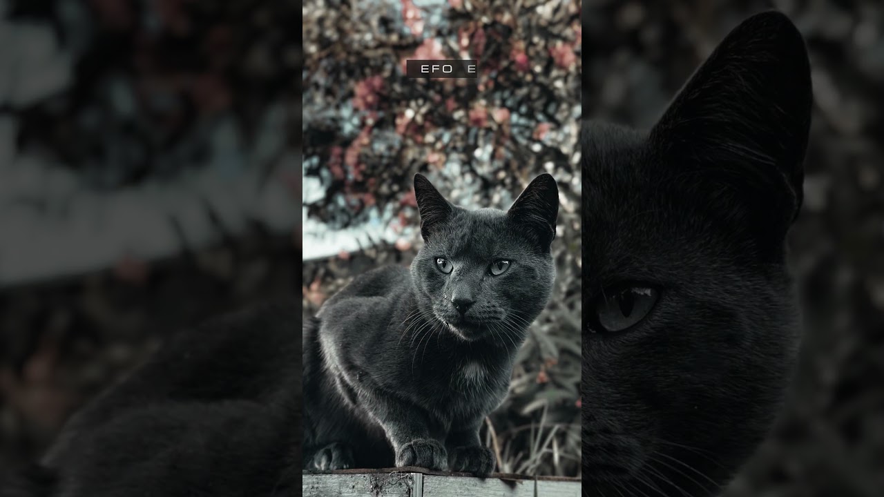 Before / After📍Free Desktop & Mobile Lightroom Presets