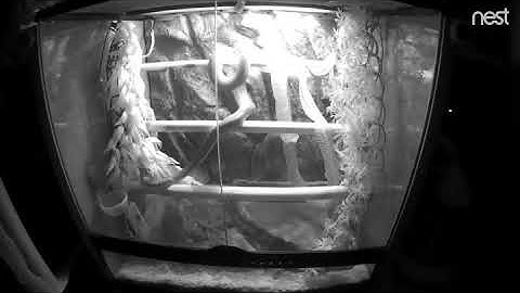 Green Tree Python shedding.