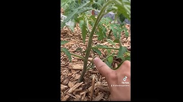 Quick tomato pruning tips - how to prune for one or two main stems