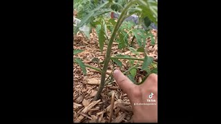 Quick tomato pruning tips - how to prune for one or two main stems