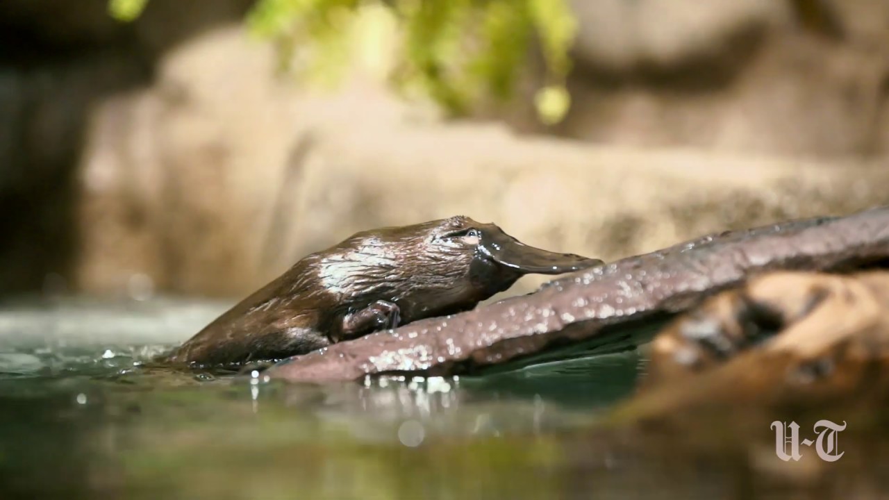 san diego zoo safari park platypus