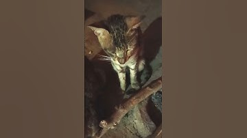 The Secret Life of a Lazy Cat: Unveiling the Sleeping Habits