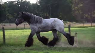 Beautifull Belgian Drafthorse  a Special one ;)